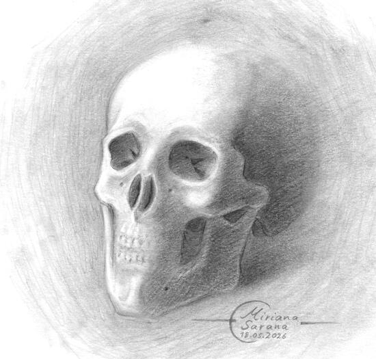 - Human Skull -