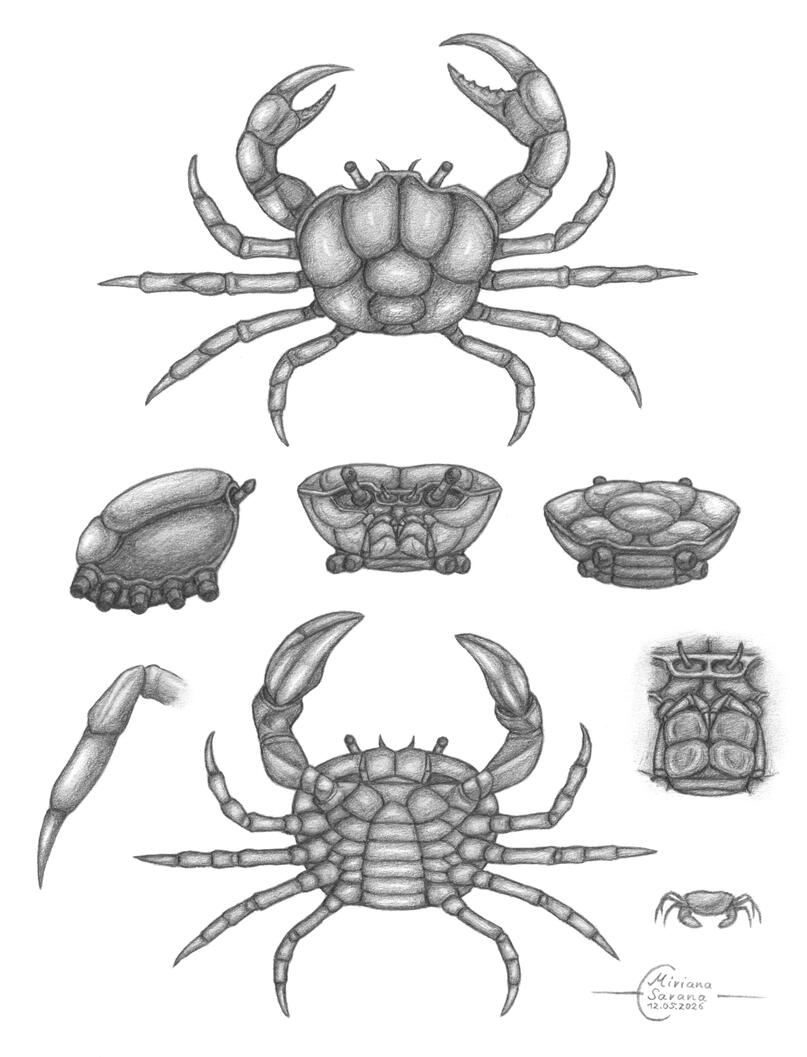 - Crab -