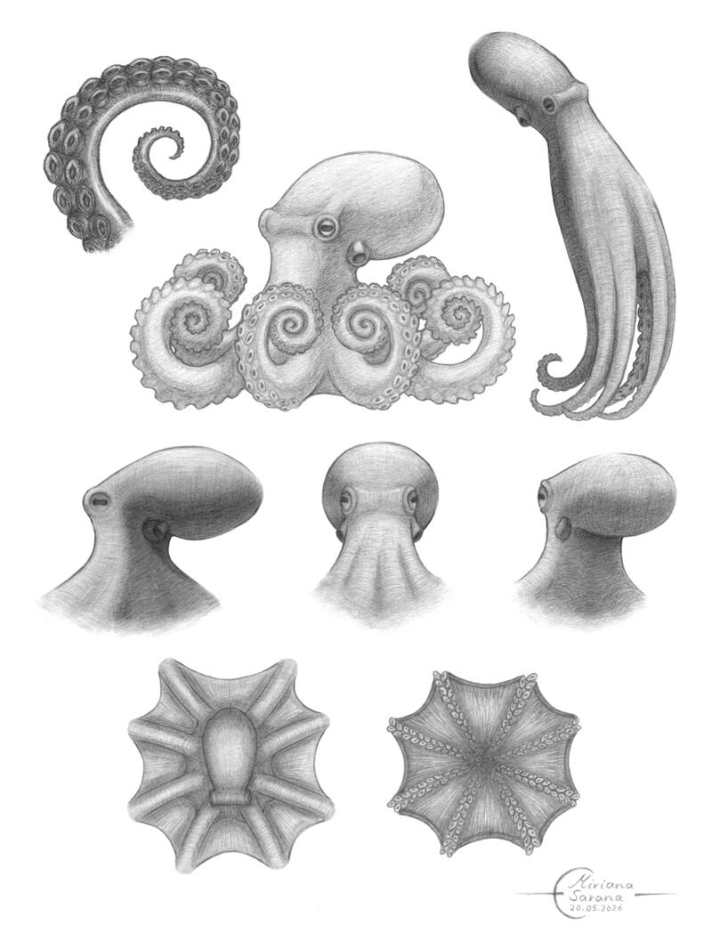 - Octopus -