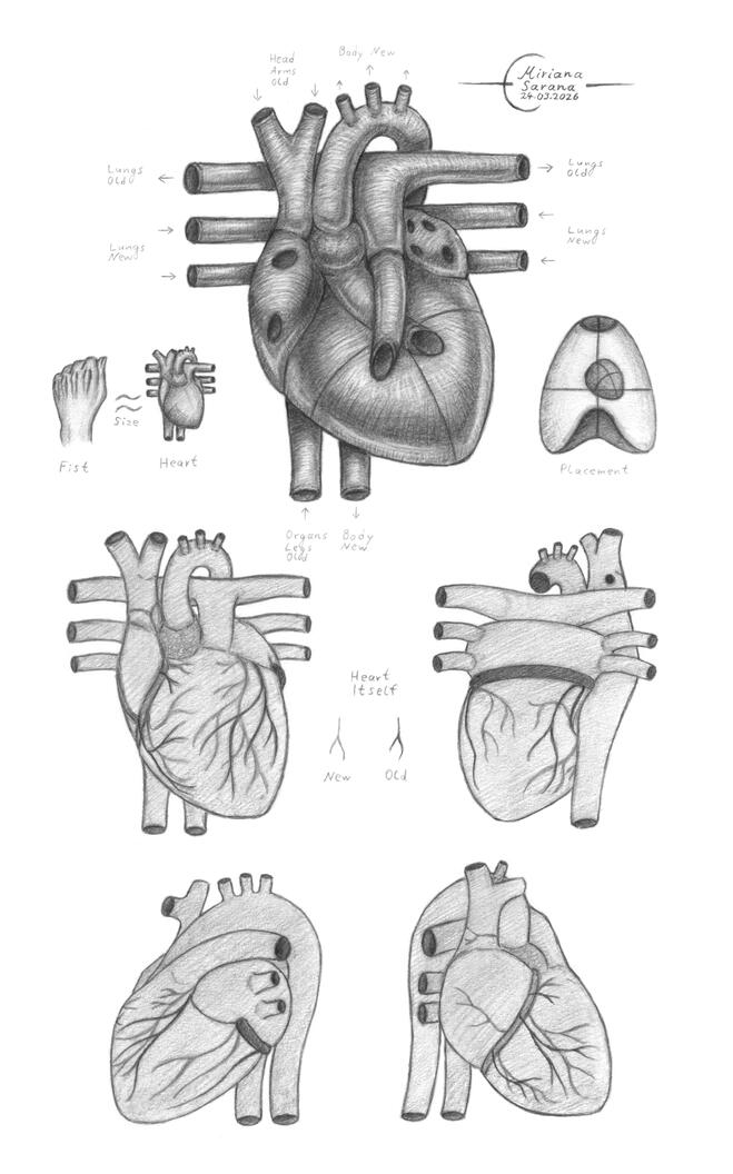 - Heart -