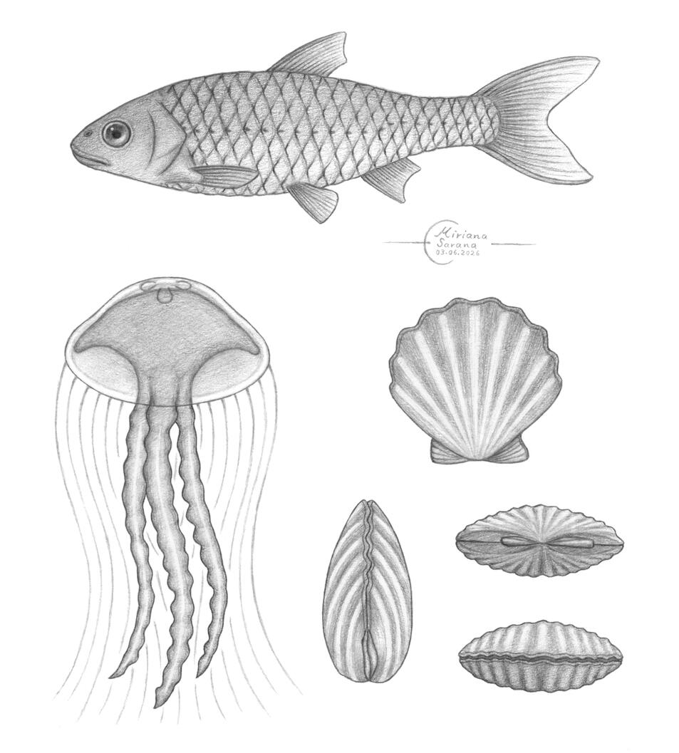 - Aquatic Animals -